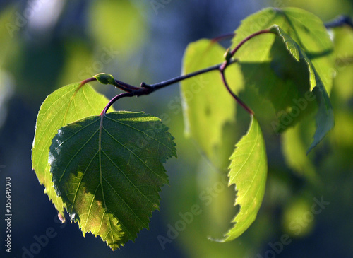 Young birch leaves lit by the sun. Spring day in the Western Urals. photo