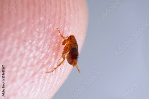 Super macro close up of brown, amber colored flea, Siphonaptera on human skin. It survives as external bloodsucking parasite of mammals and birds. 
