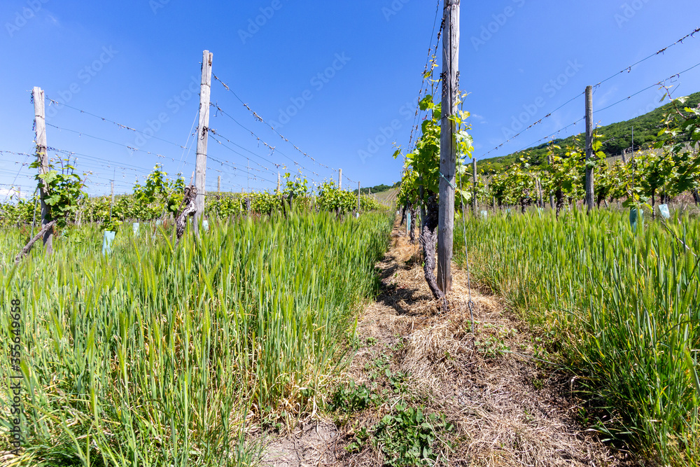Fototapeta premium View at vineyards with cereal plants on the ground