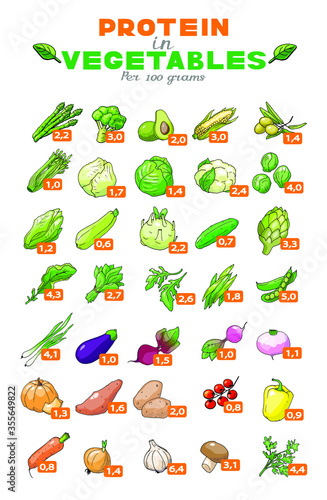 Vector illustration graph of protein content in vegetables