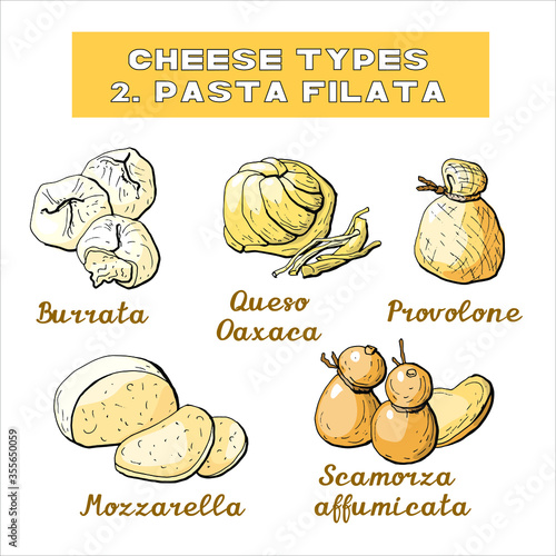 Vector illustration of cheese types and sorts