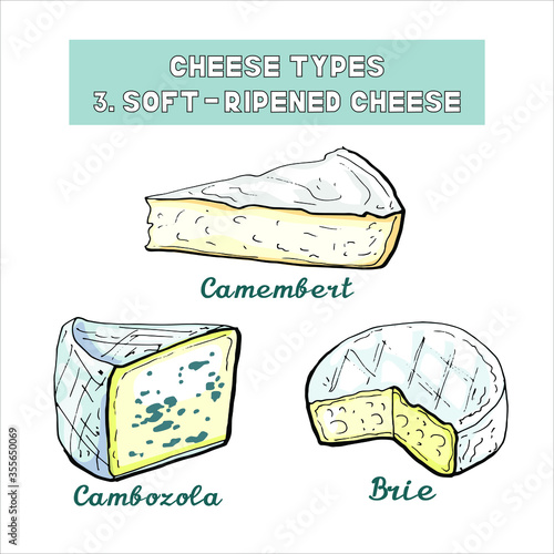 Vector illustration of cheese types and sorts