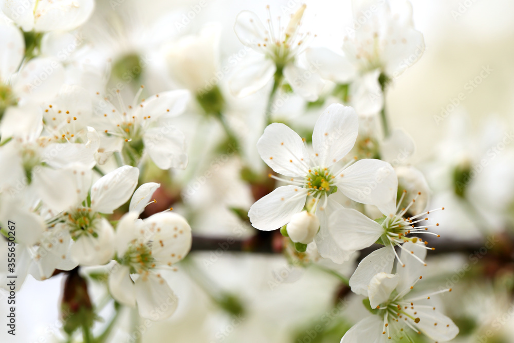 Blooming tree branch with cherry white flowers. Seasonal spring floral background, close up view Blooming tree branch with cherry white flowers. Seasonal spring floral background, close up view