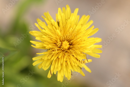 Closeup view of a dandelion flower. Ants walking on yellow dandelion flower on a sunny spring day on blurred background