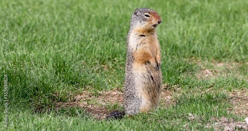 Wallpaper Mural Columbian ground squirrel controlling the territory and making sounds. Torontodigital.ca