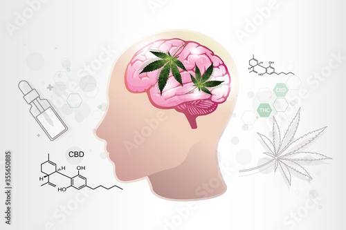 human endocannabinoid system,cannabidiol effect benefit on brain,vector on white background.