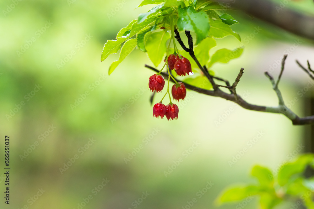 Foto Stock 赤い花 ドウダンツツジ 紅満天星 Adobe Stock