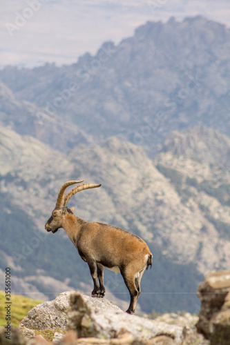 P.N. de Guadarrama  Madrid  Spain. One  male wild mountain goat standing on a rock in summer with mountains in the background.