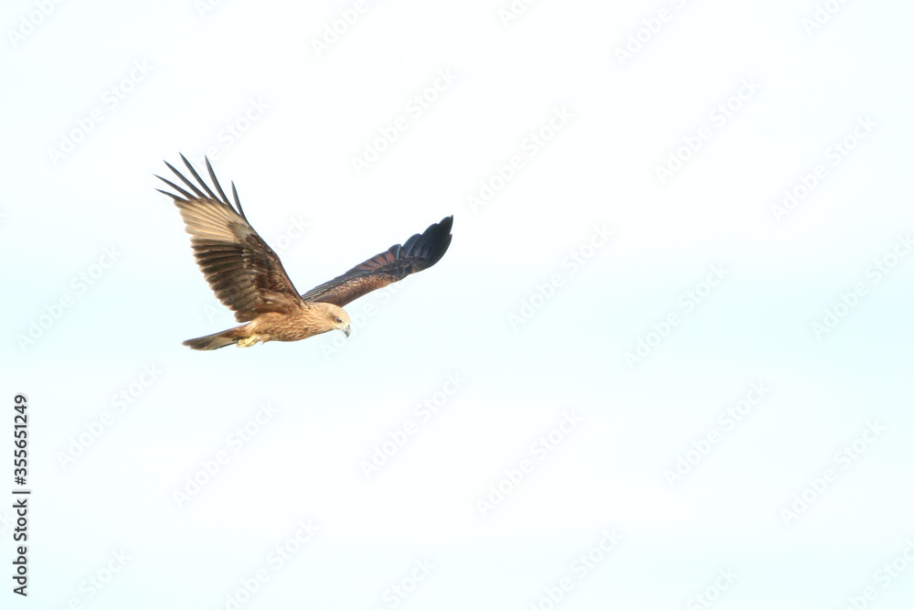 Obraz premium red tailed hawk in flight