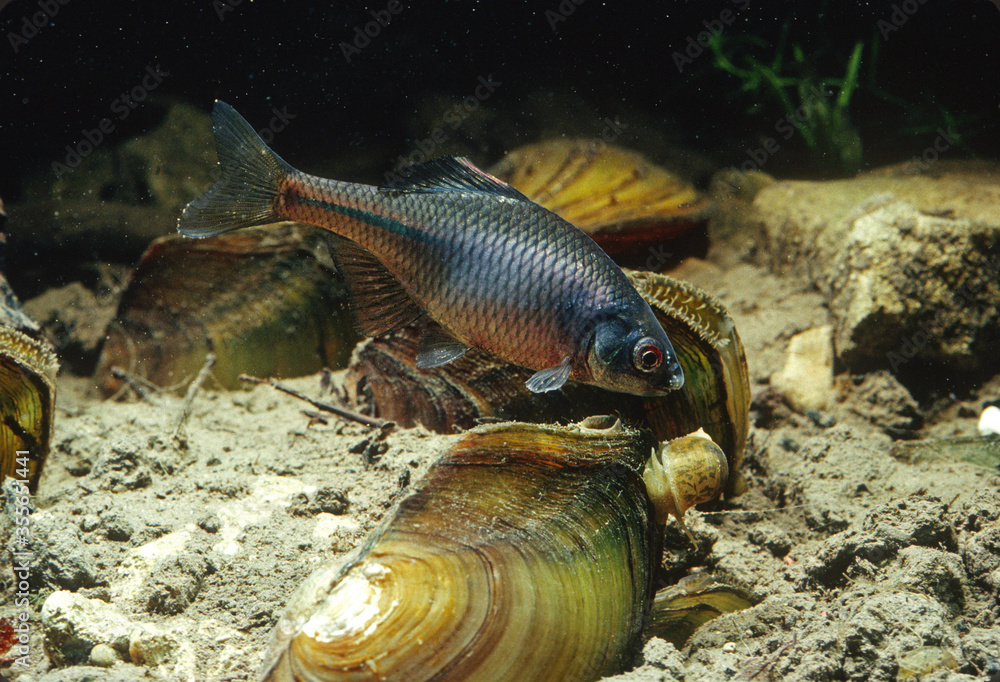 Bitterling amarus male looking at snail on swan mussel. He guards the swan mussel. The female will lay her egg inside the swan mussel where the fry will develop