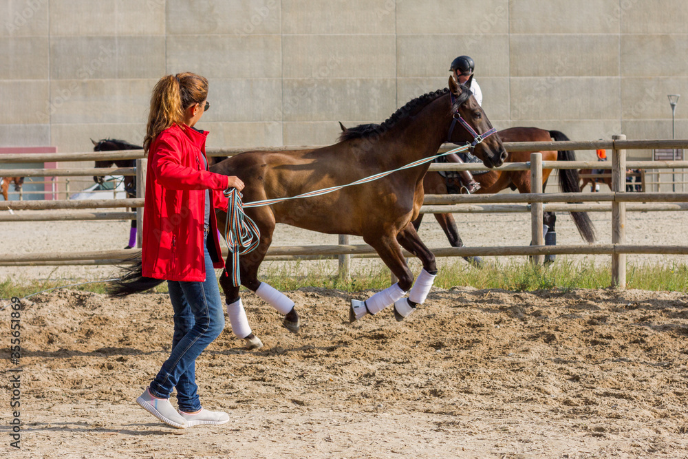 Woman in red jacket doing ground work with her chestnut andalusian dressage horse. Horse galloping. Woman in red jacket doing ground work with her chestnut andalusian dressage horse. Horse galloping.