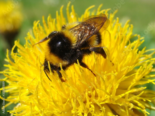 honey bee on a flower closeup