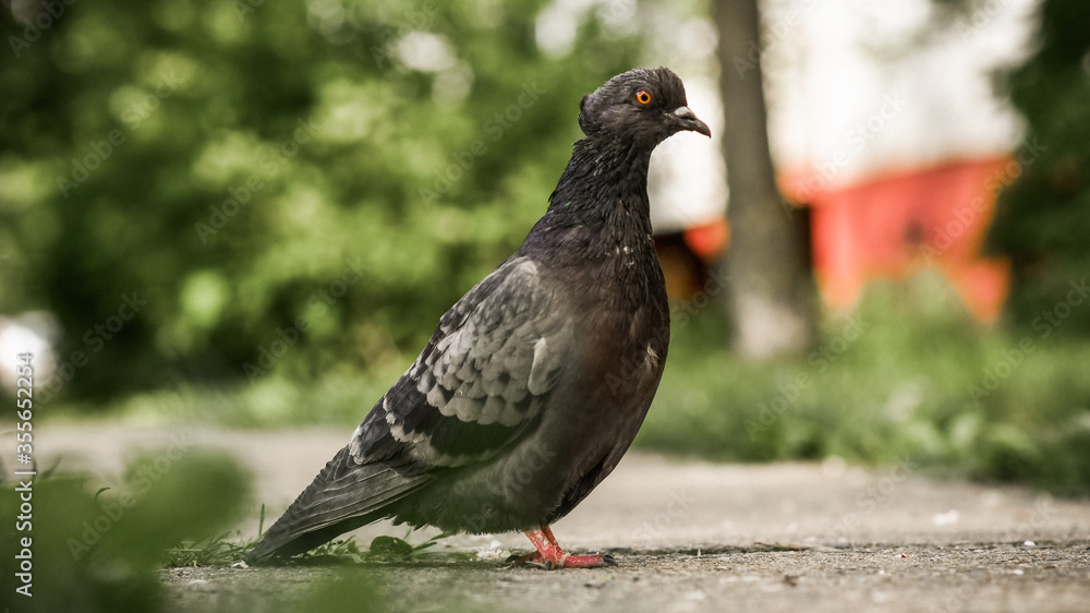 Fototapeta premium pigeon on the ground