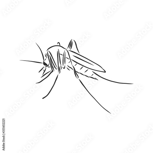 Hand sketch mosquito. Vector illustration, mosquito, vector sketch illustration