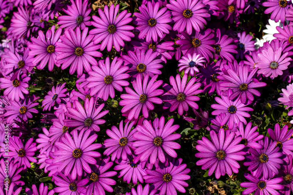 Un magnifique bouquet de Gerbera Un magnifique bouquet de Gerbera