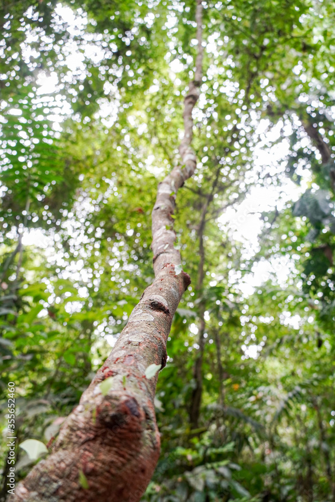Fototapeta premium Blattschneiderameisen im Carara Nationalpark in Costa Rica