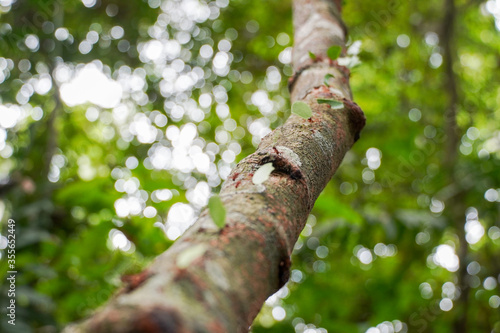 Blattschneiderameisen im Carara Nationalpark in Costa Rica