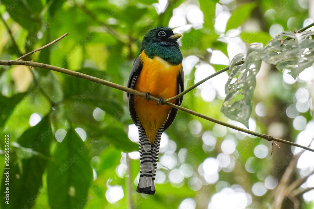 Vögel im Corcovado Nationalpark in Costa Rica