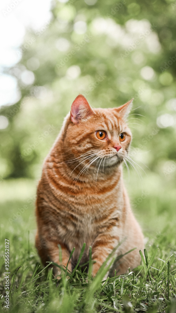 cat on the grass