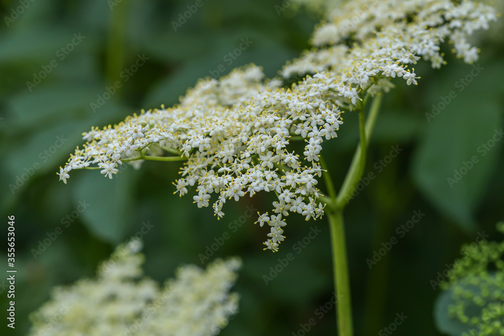 Blühender Hollunder Hollunderblüten Blühender Hollunder Hollunderblüten