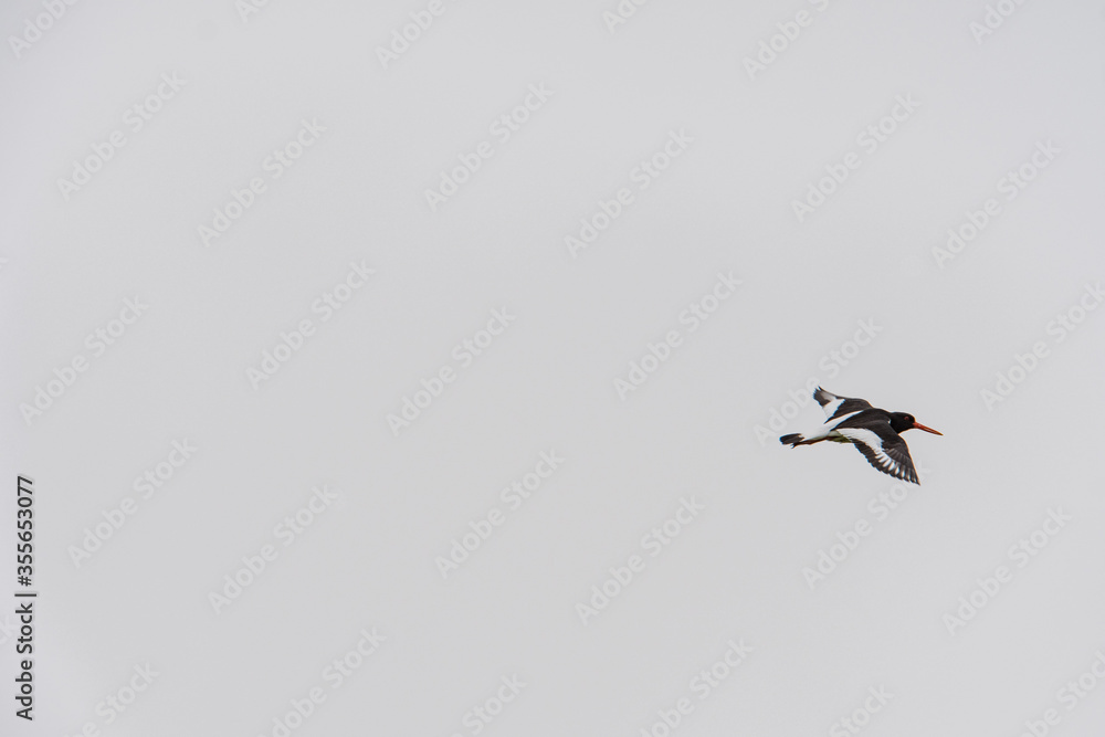 una gabbiano solitario vola nel cielo libero una gabbiano solitario vola nel cielo libero