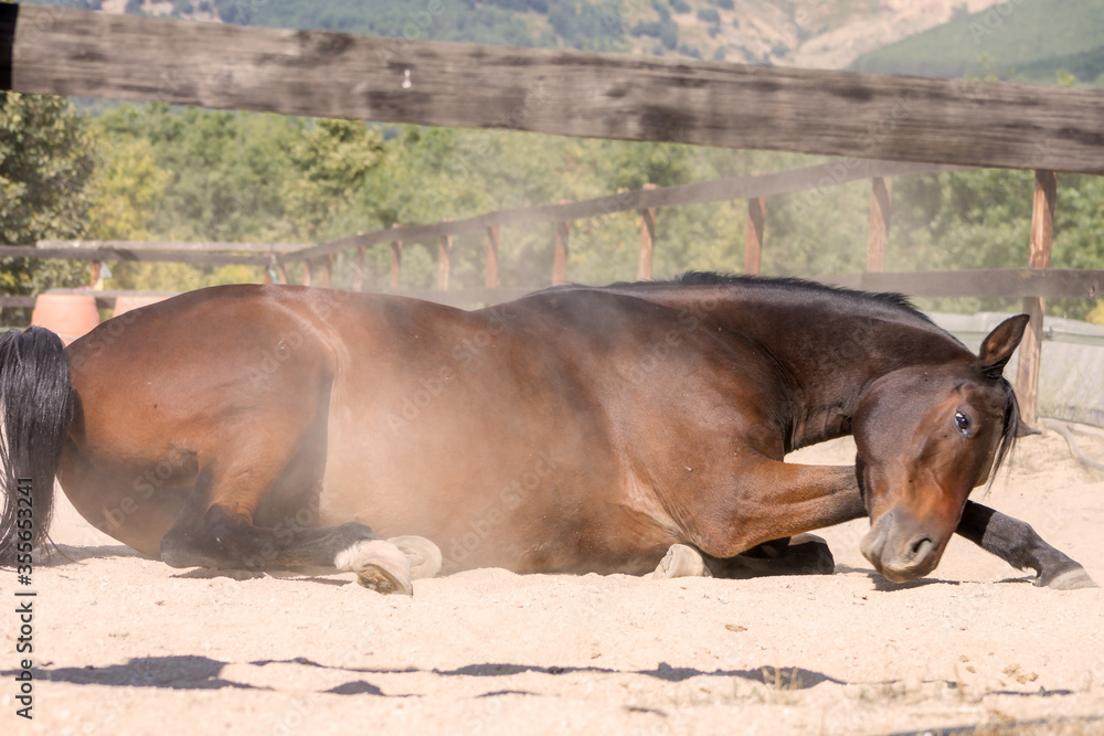Fototapeta premium Arab brown horse rolling on the dusty ground.