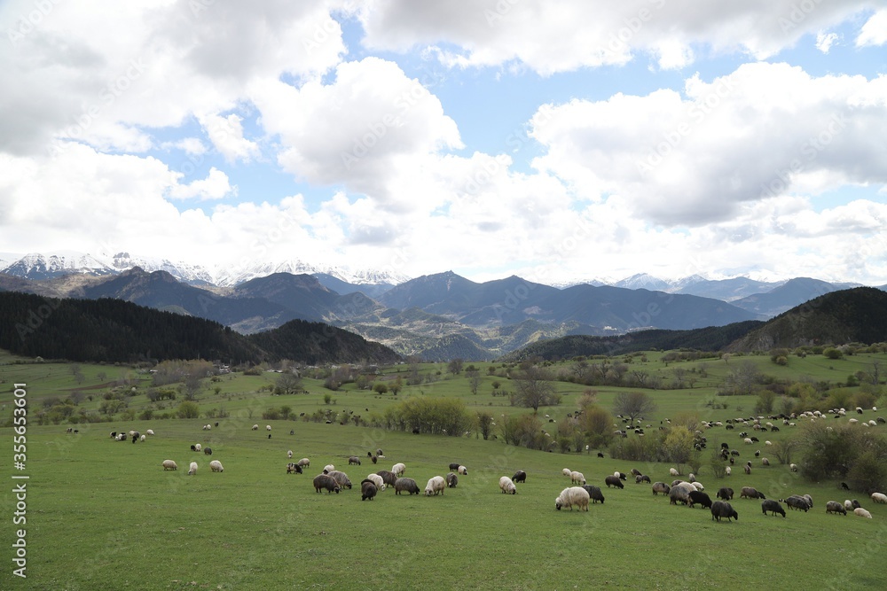 Herd sheep on a beautiful green meadow.Artvin/ Turkey