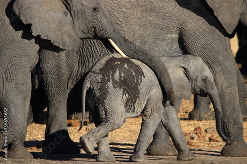 A young South African elephant walks alongside adults in a very safe atmosphere. His mother's trunk rests gently on him. photo