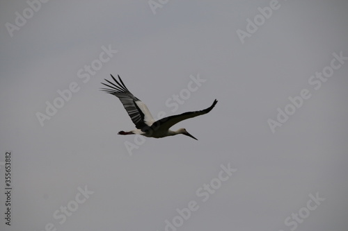 black vulture in flight