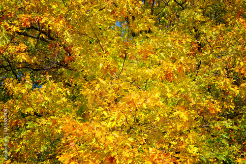 Orange and gold autumn oak leaves in picturesque park. Sunny day in fall. Warm weather in forest.