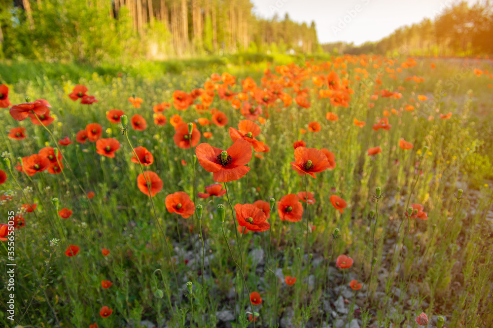 Selective focus. Blurred background. Red poppy field in the light of the rising sun