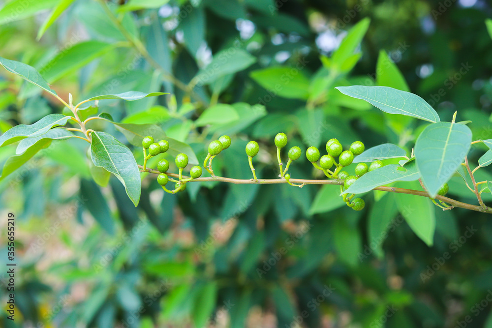 Fototapeta premium Litsea cubeba Pers. seeds are used to produce essential oils.