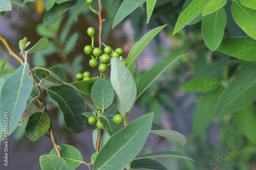 Litsea cubeba Pers. seeds are used to produce essential oils.