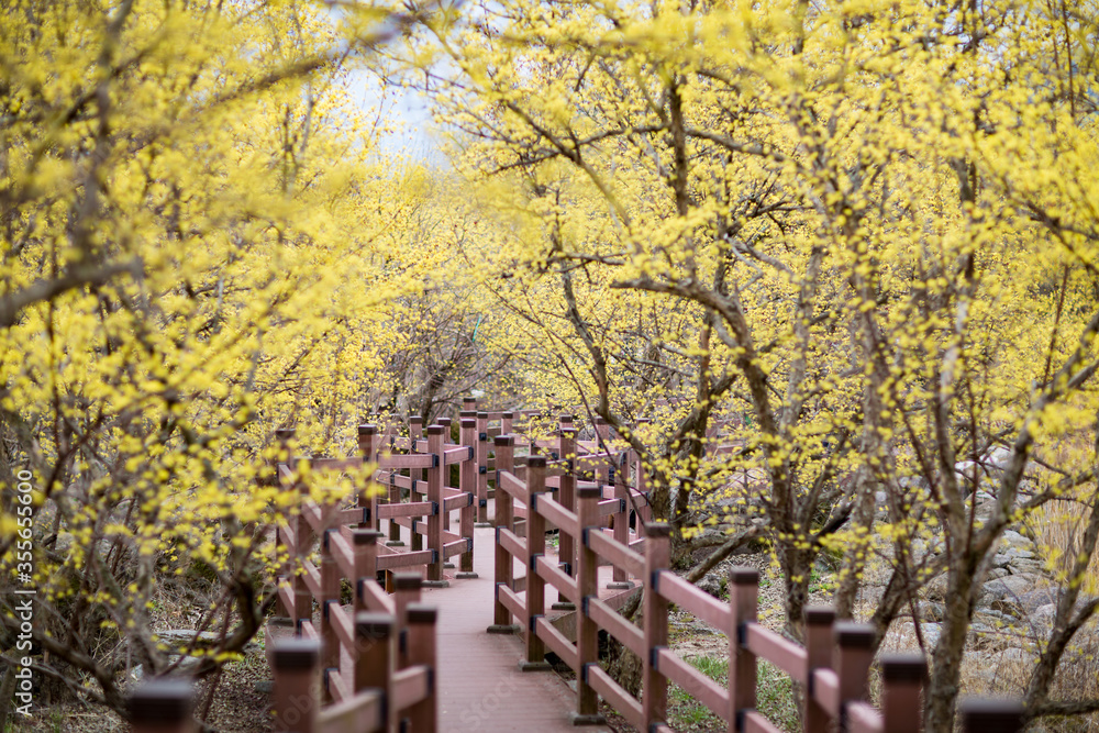 The forsythia is in full bloom. The forsythia is in full bloom.