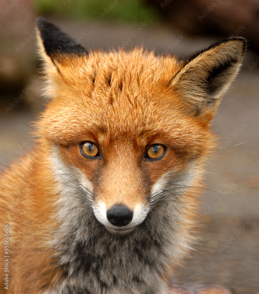 Fototapeta premium Red Fox, UK - Vulpes Vulpes