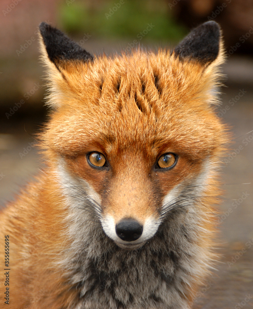 Red Fox, UK - Vulpes Vulpes Red Fox, UK - Vulpes Vulpes