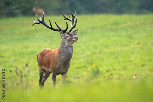 Capital red deer  cervus elaphus  stag looking around in his territory on meadow in rutting season. Dominant male mammal with dark strong antlers observing in nature in autumn with copy space.