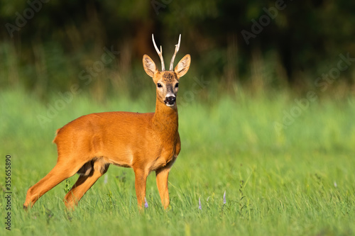 Dominant roe deer, capreolus capreolus, buck looking around on a green meadow in summer nature. Male mammal with orange fur and antlers facing camera from side view with copy space.
