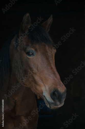Pony portrait with dark background.