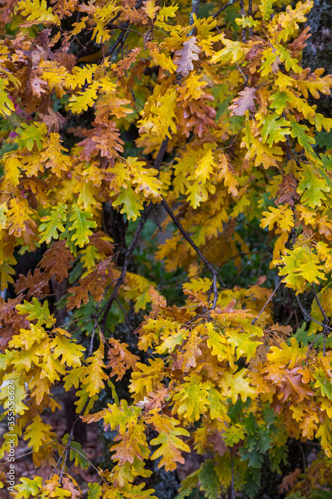 Close up of oak leaves changing colour in autumn. Close up of oak leaves changing colour in autumn.