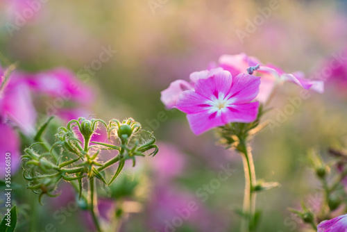 A close up macro image of pink phlox drummondii flower on a garden with soft defocused background.