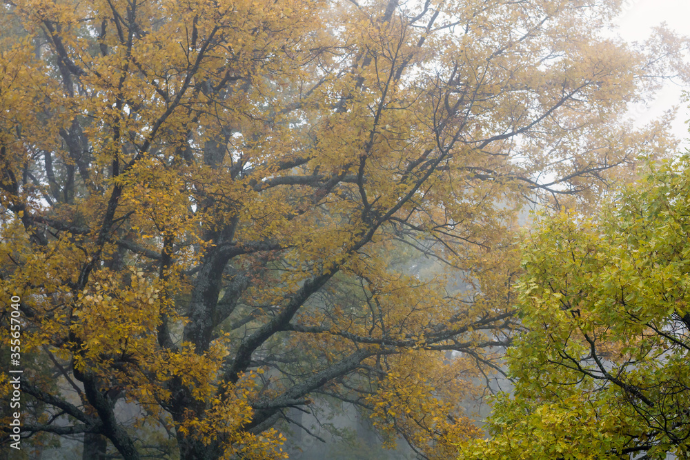 Autumn in foggy forest of oak trees.