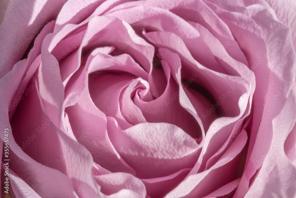 Soft pink rose macro background