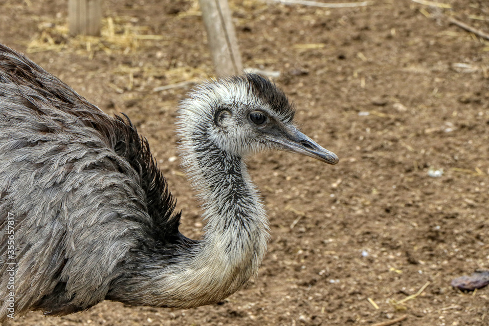 Obraz premium Close-up of a greater rhea