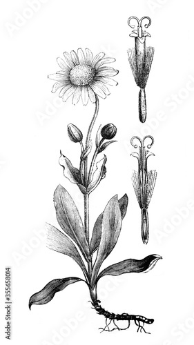 Arnika flower or Montana / Antique engraved illustration from Brockhaus Konversations-Lexikon 1908 photo