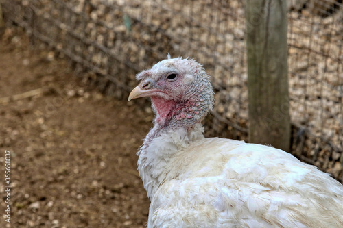 Close up of a domesticated white broad breasted turkey 