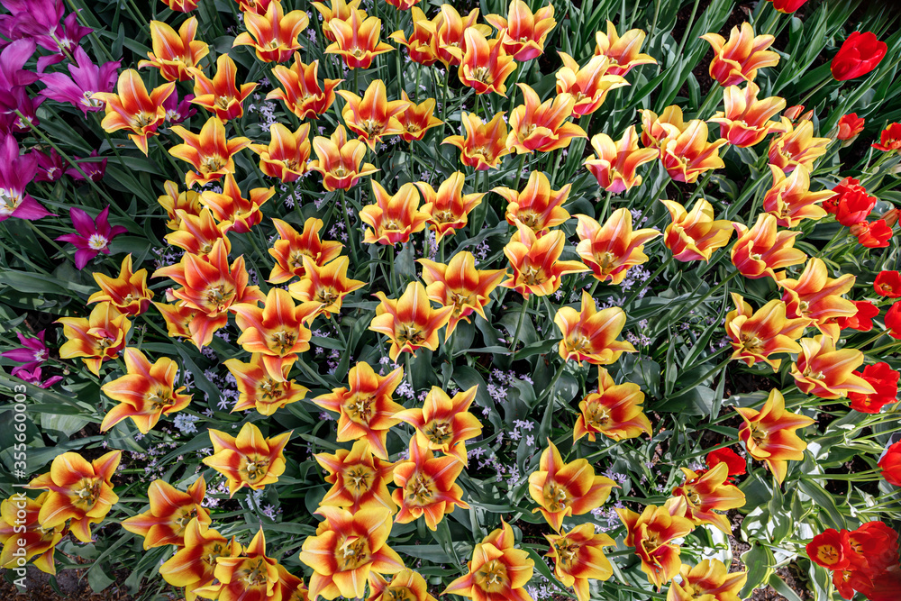 Blooming red and yellow tulips in the garden, top view, colourful background.