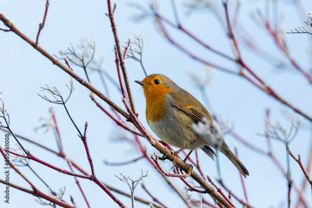 european robin (erithacus rubecula) standing on tree branches in winter european robin (erithacus rubecula) standing on tree branches in winter