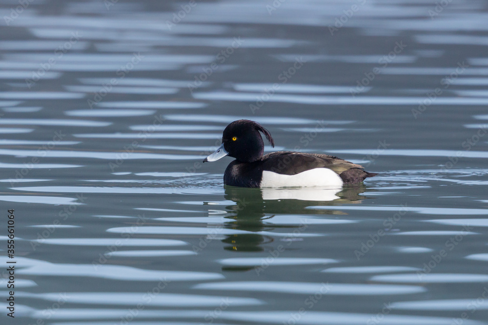 male tufted duck portrait (aythya fuligula) swimming in water male tufted duck portrait (aythya fuligula) swimming in water