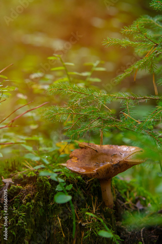 Blurry background - lonely mushroom growing near stump in a forest